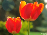 05795 - Tulips   Each New Day A Miracle  [  Understanding the Bible   |   Poetry   |   Story  ]- by Pete Rhebergen